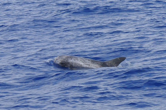不像許多海豚都有著長長的嘴喙－花紋海豚的頭顱鈍圓且身體極為壯碩，高大挺直的背鰭與長長的胸鰭略呈鐮刀狀，被老討海人稱為「和尚頭」。